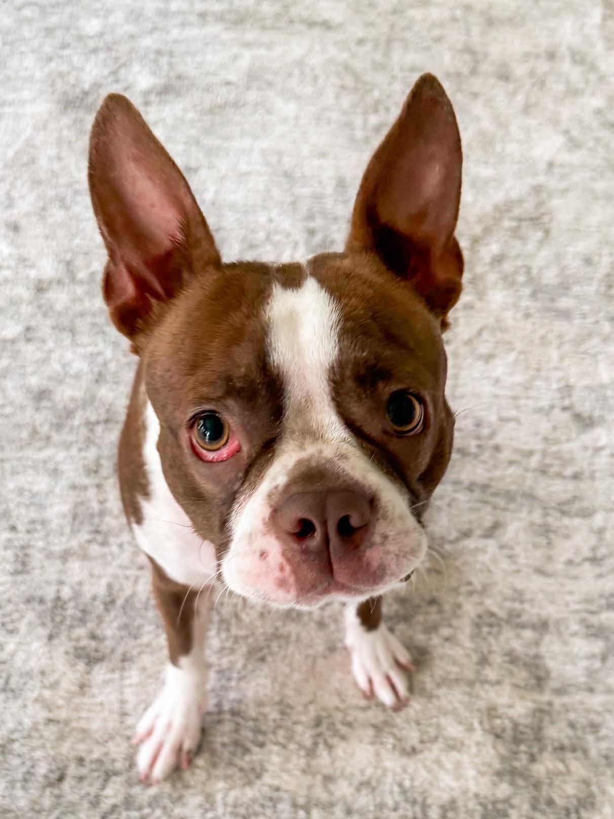 Enlarge Brandi, an adopted Boston Terrier in Hattiesburg, MS image 3/3