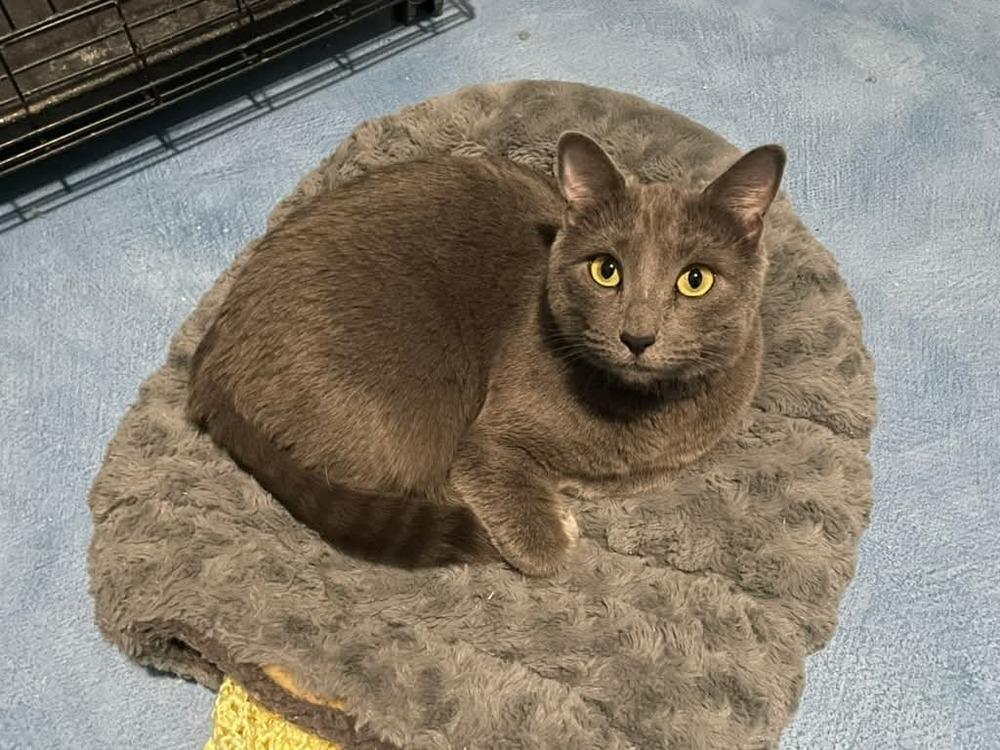 Ulna, Adoptable, Adult Female Domestic Short Hair.