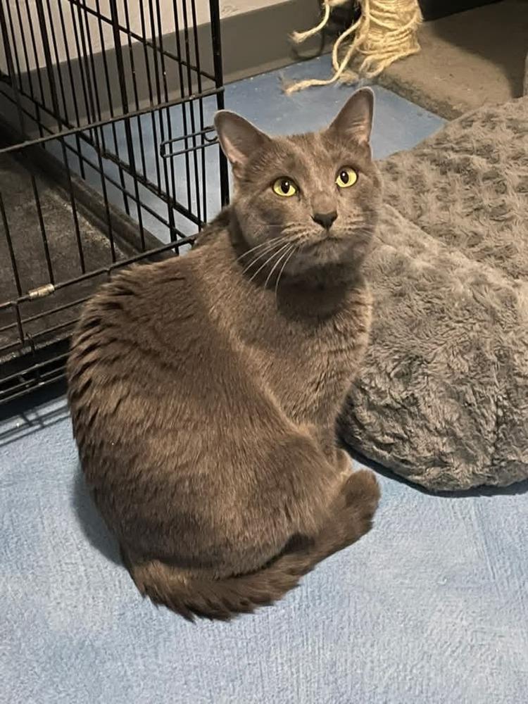 Enlarge Ulna, a Adoptable mixed breed in tucson, AZ image 2/4