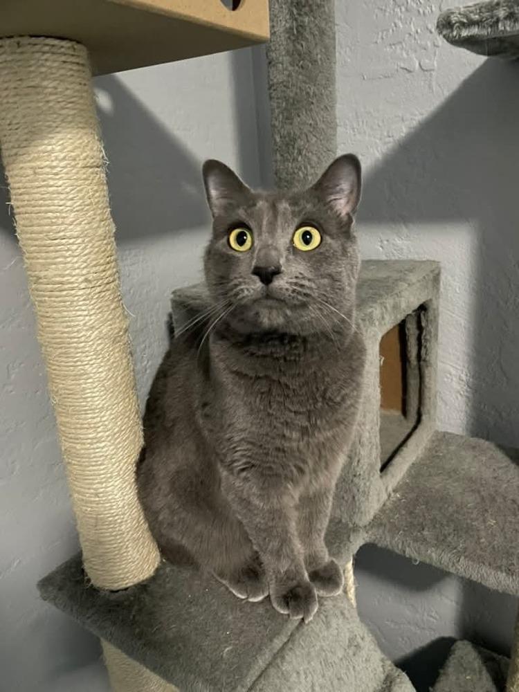 Enlarge Ulna, a Adoptable mixed breed in tucson, AZ image 3/4