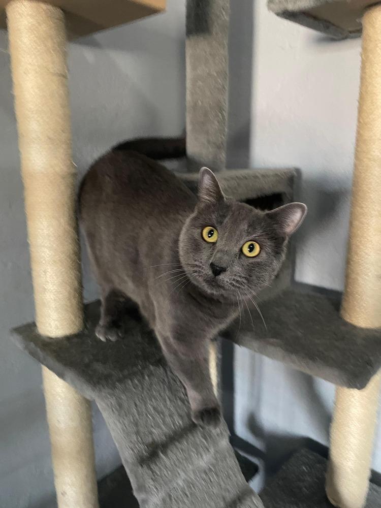 Enlarge Ulna, a Adoptable mixed breed in tucson, AZ image 4/4