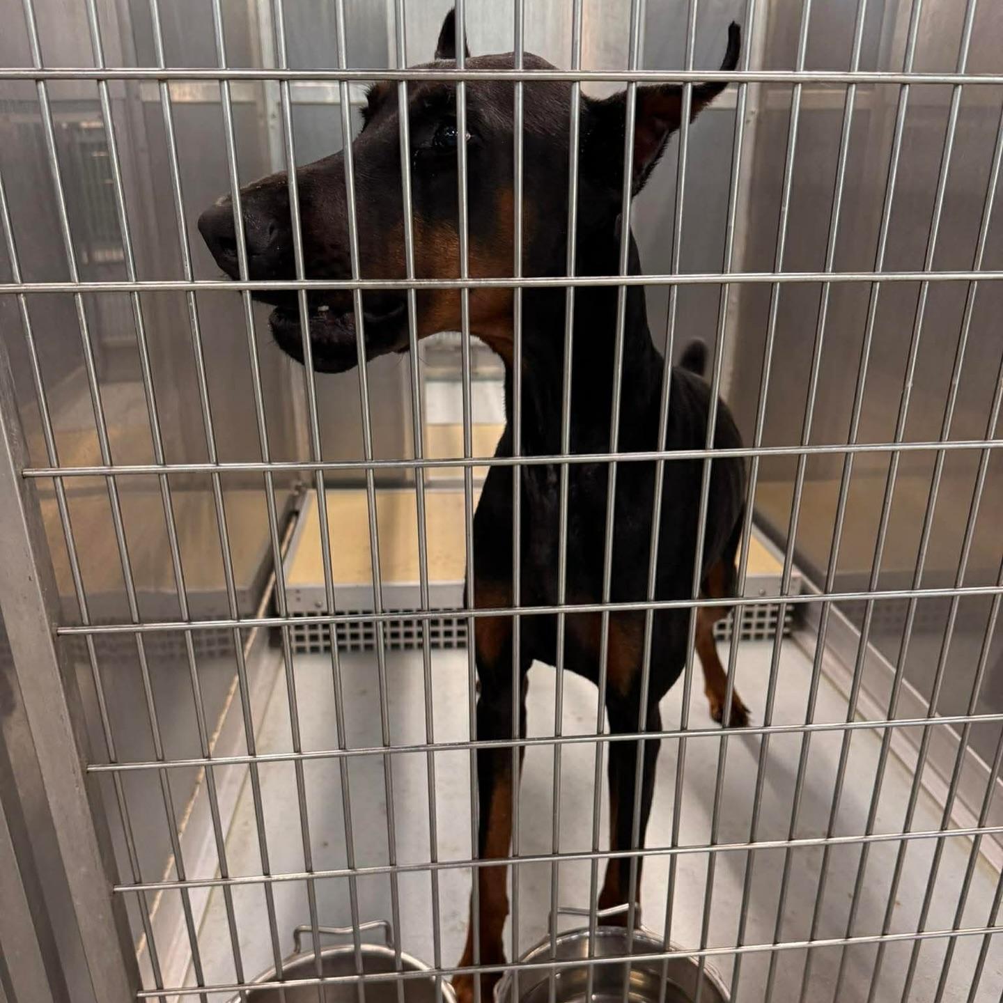 Enlarge Odin, a Adoptable Doberman Pinscher in Parrish, FL image 1/6