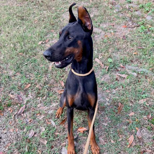 Enlarge Odin, a Adoptable Doberman Pinscher in Parrish, FL image 3/6