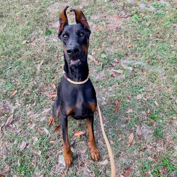 Enlarge Odin, a Adoptable Doberman Pinscher in Parrish, FL image 4/6