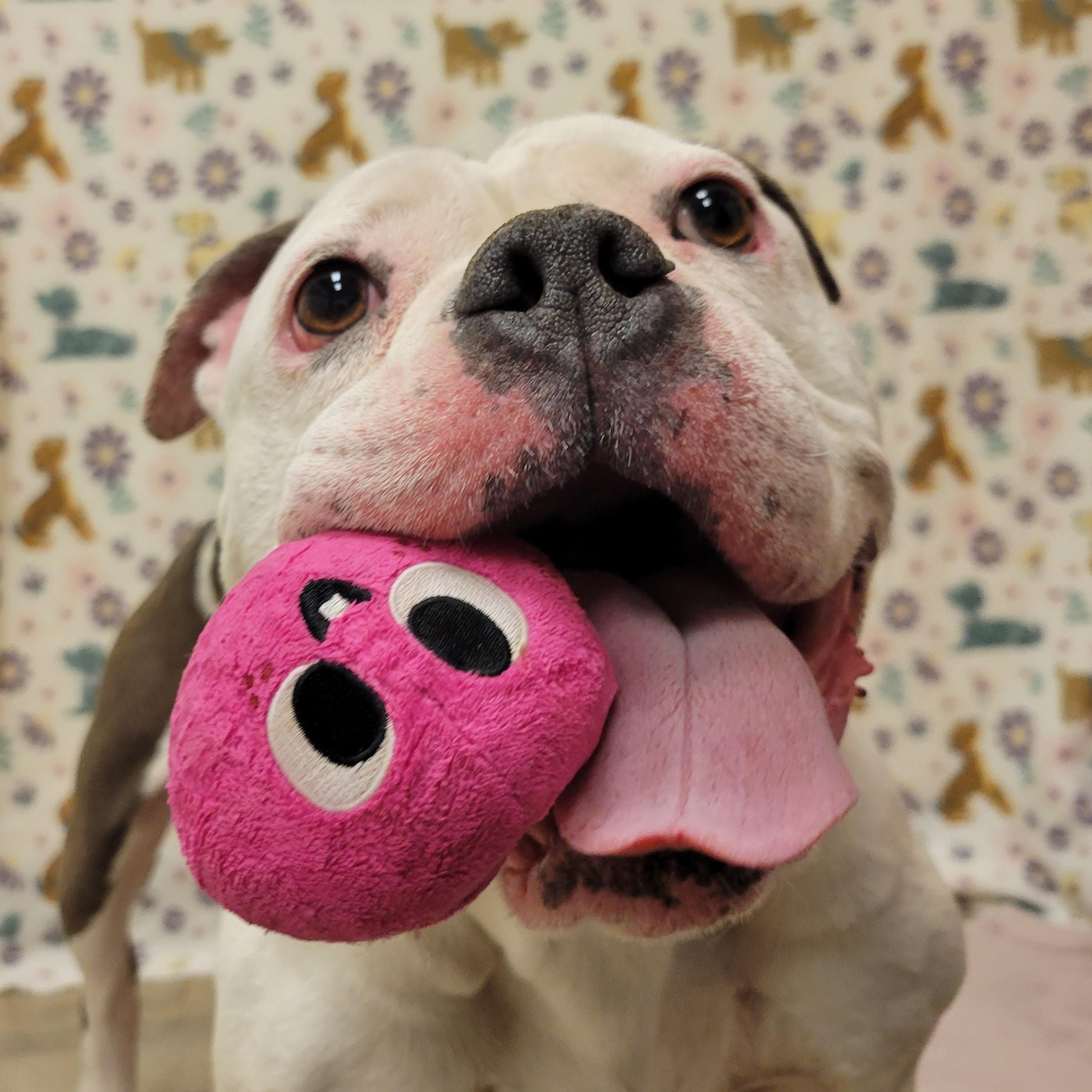 Enlarge Hilda Marie, a ADOPTABLE mixed breed in ALPINE, TX image 2/4