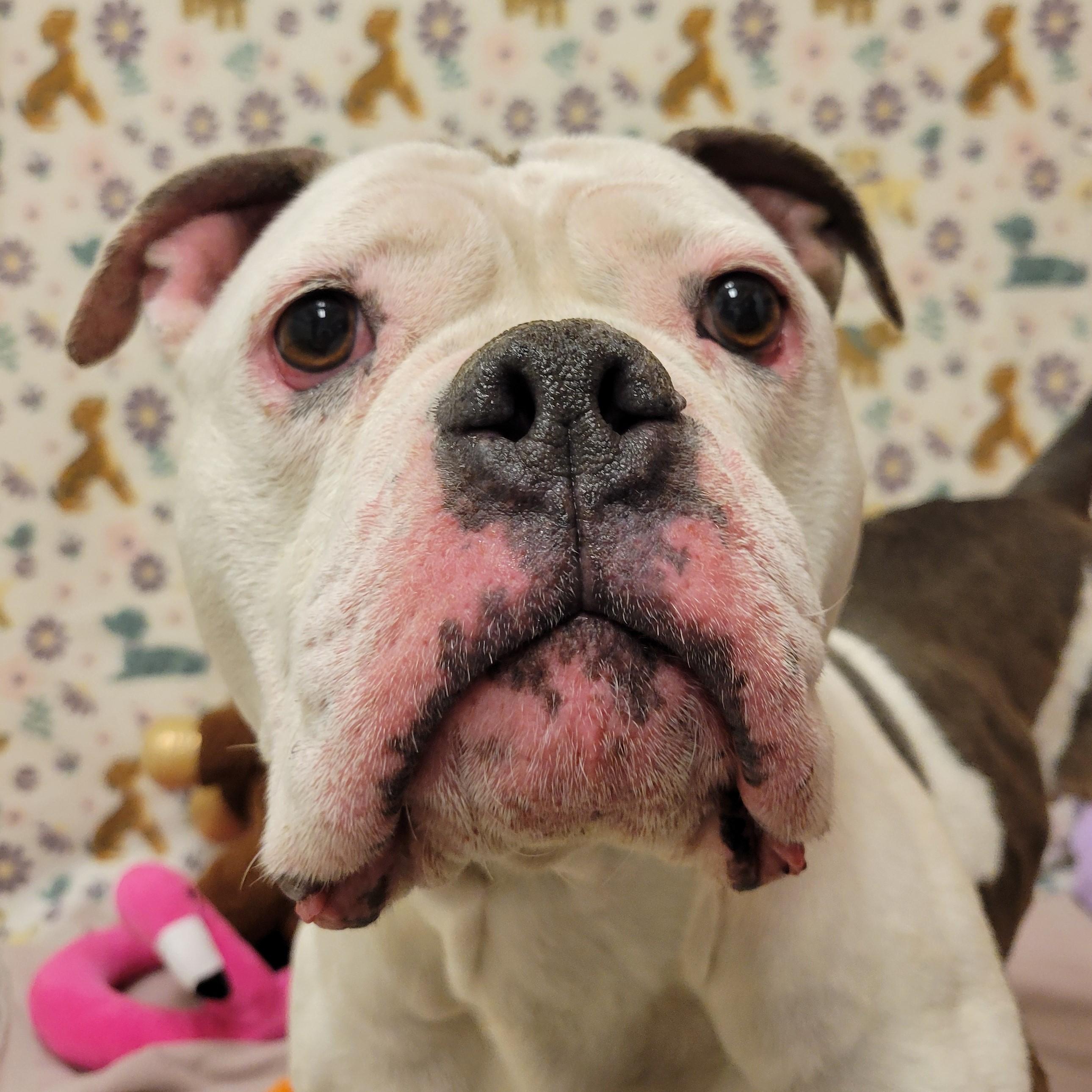 Enlarge Hilda Marie, a ADOPTABLE mixed breed in ALPINE, TX image 3/4