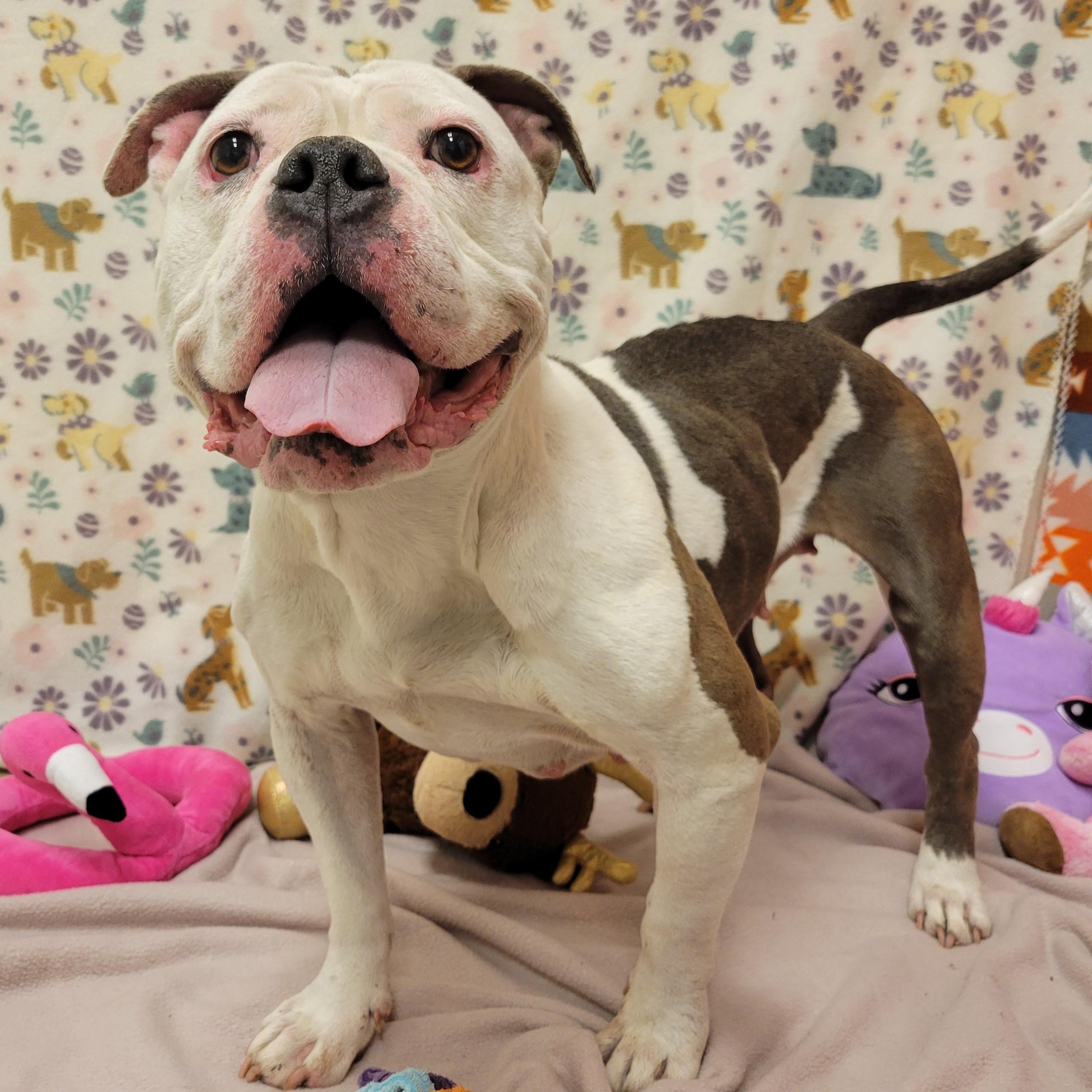 Hilda Marie, ADOPTABLE, Adult Female Bulldog.