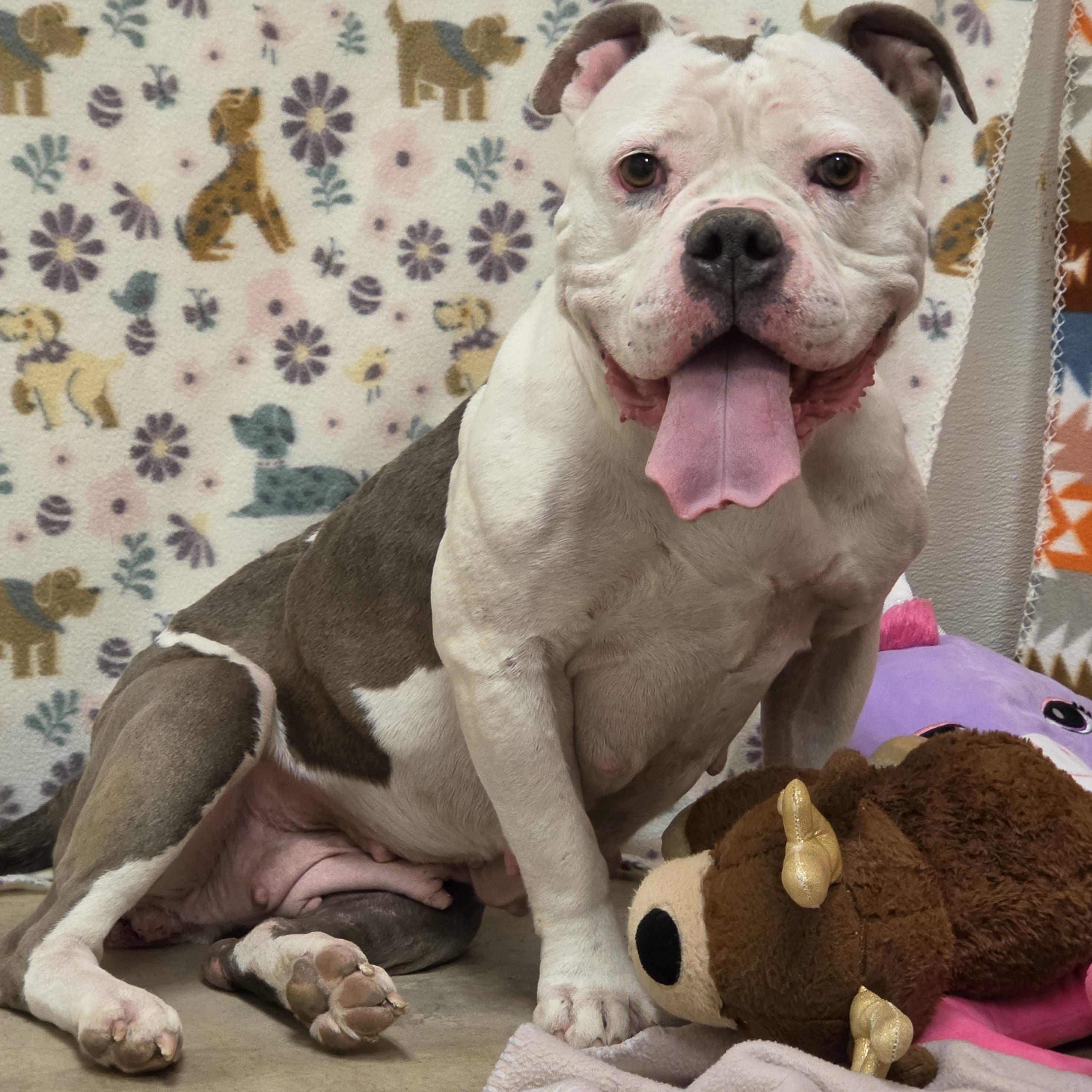 Enlarge Hilda Marie, a ADOPTABLE mixed breed in ALPINE, TX image 4/4