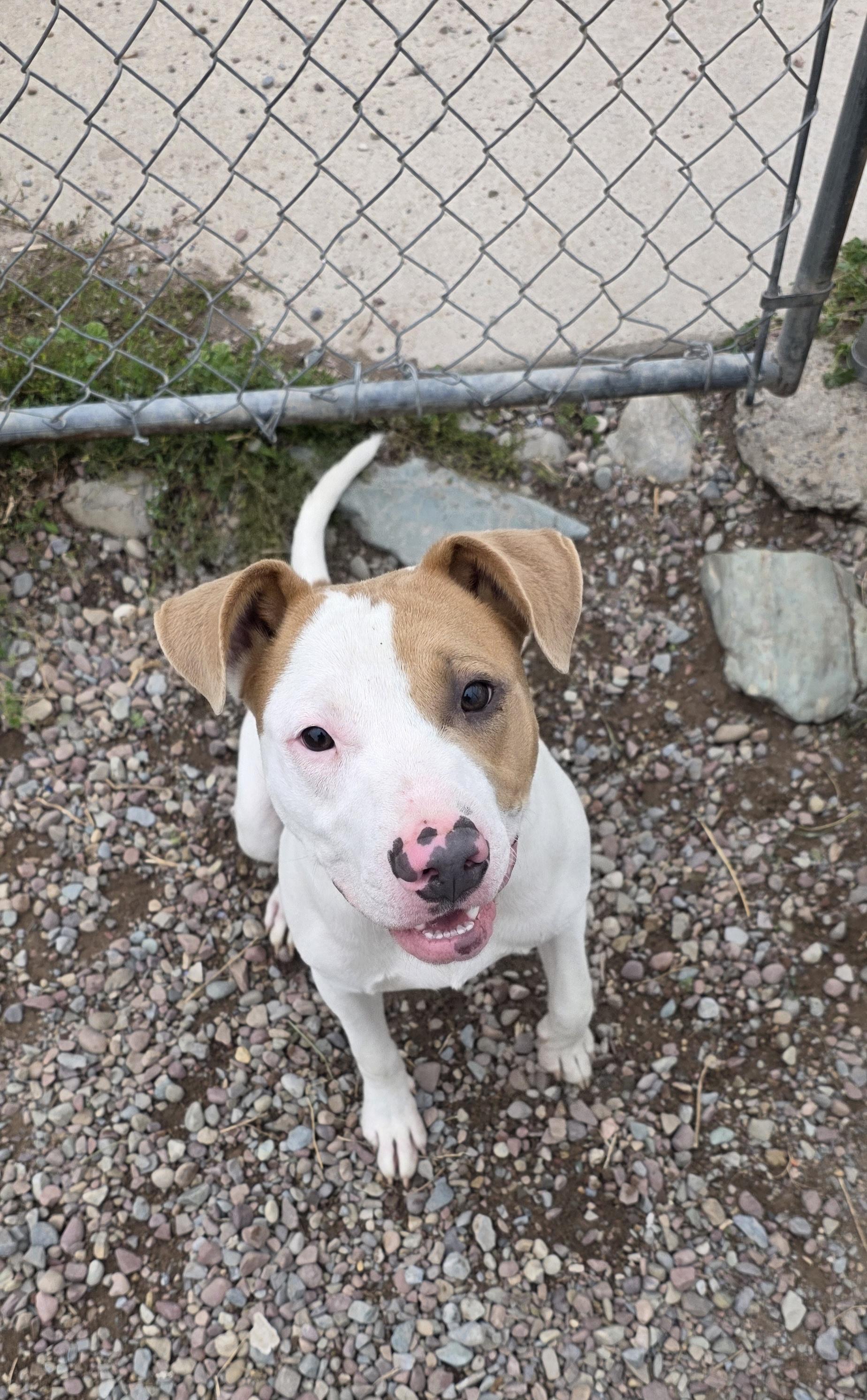 Cutter, Adopted, Young Male Pit Bull Terrier.
