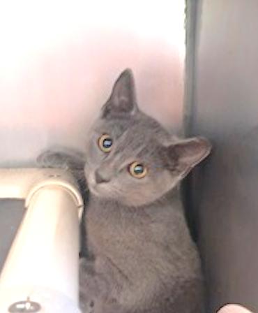 Enlarge Clubs, a Adoptable mixed breed in Marshall, NC image 1/1