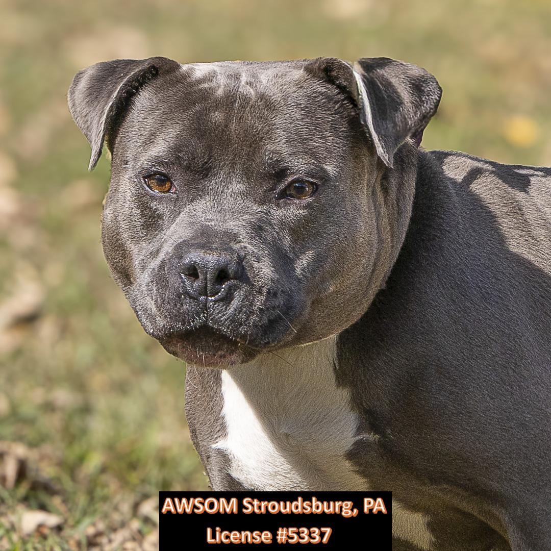 Rego, Adoptable, Adult Male Terrier.