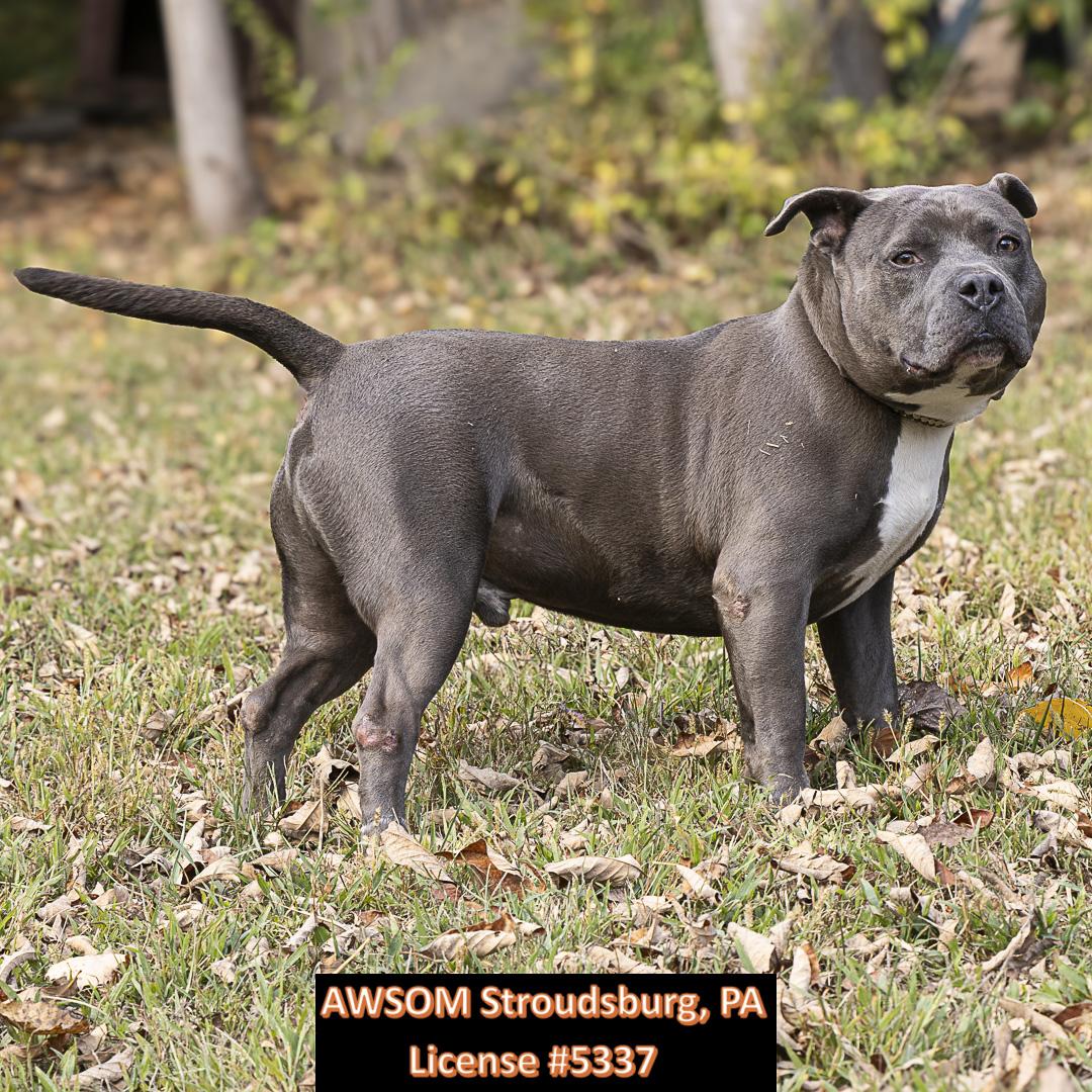 Rego, a Adoptable mixed breed in Stroudsburg, PA image 2/3