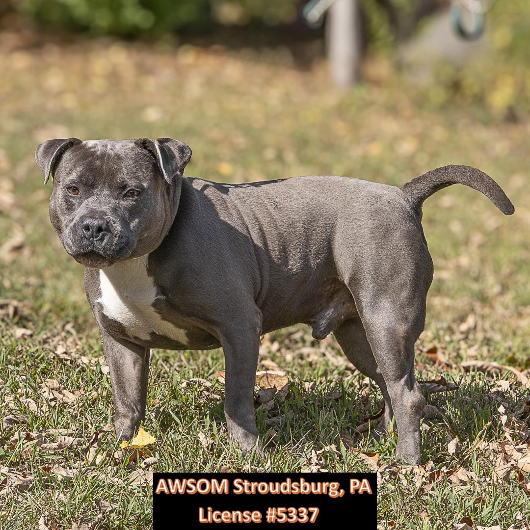 Rego, a Adoptable mixed breed in Stroudsburg, PA image 3/3