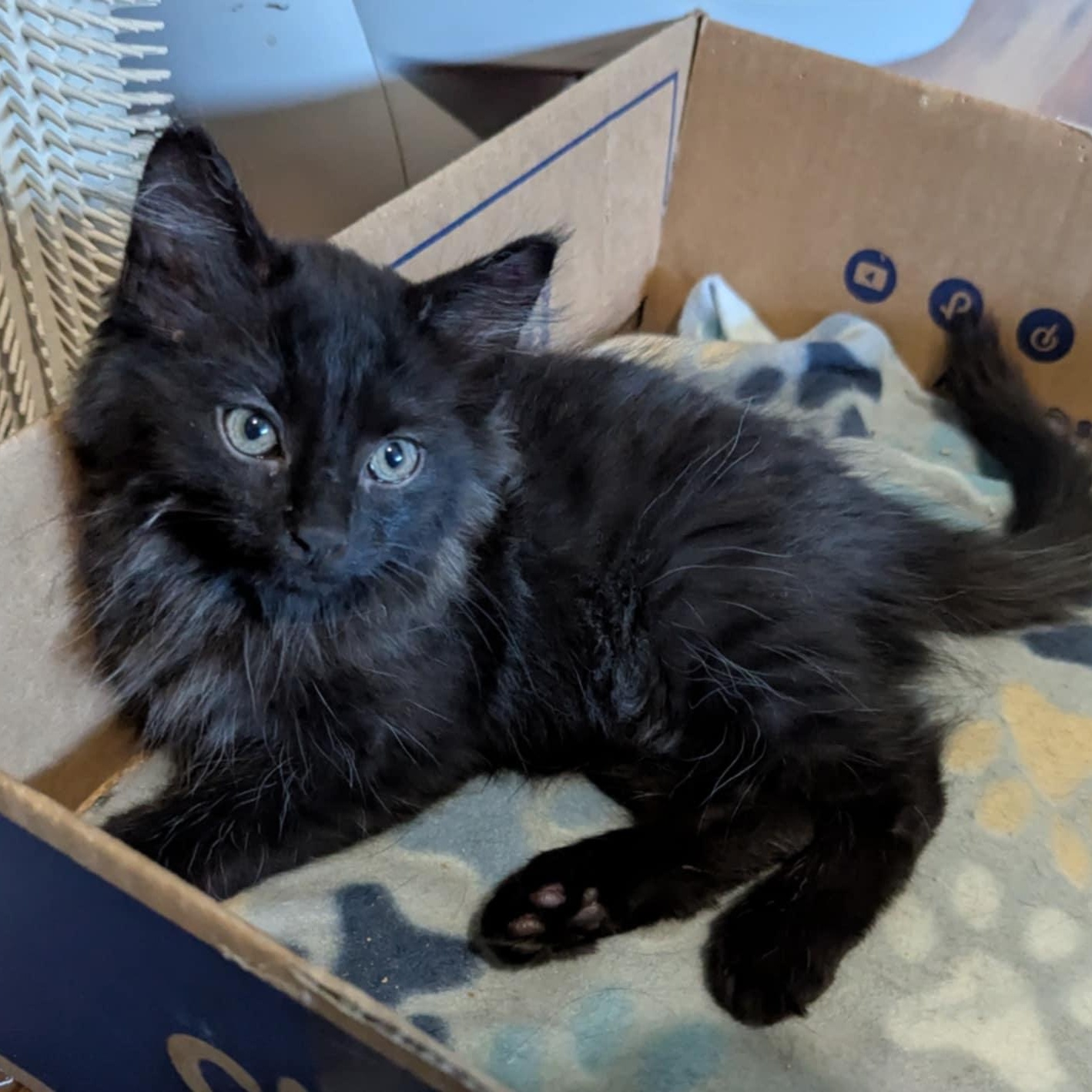 DUSTY photo