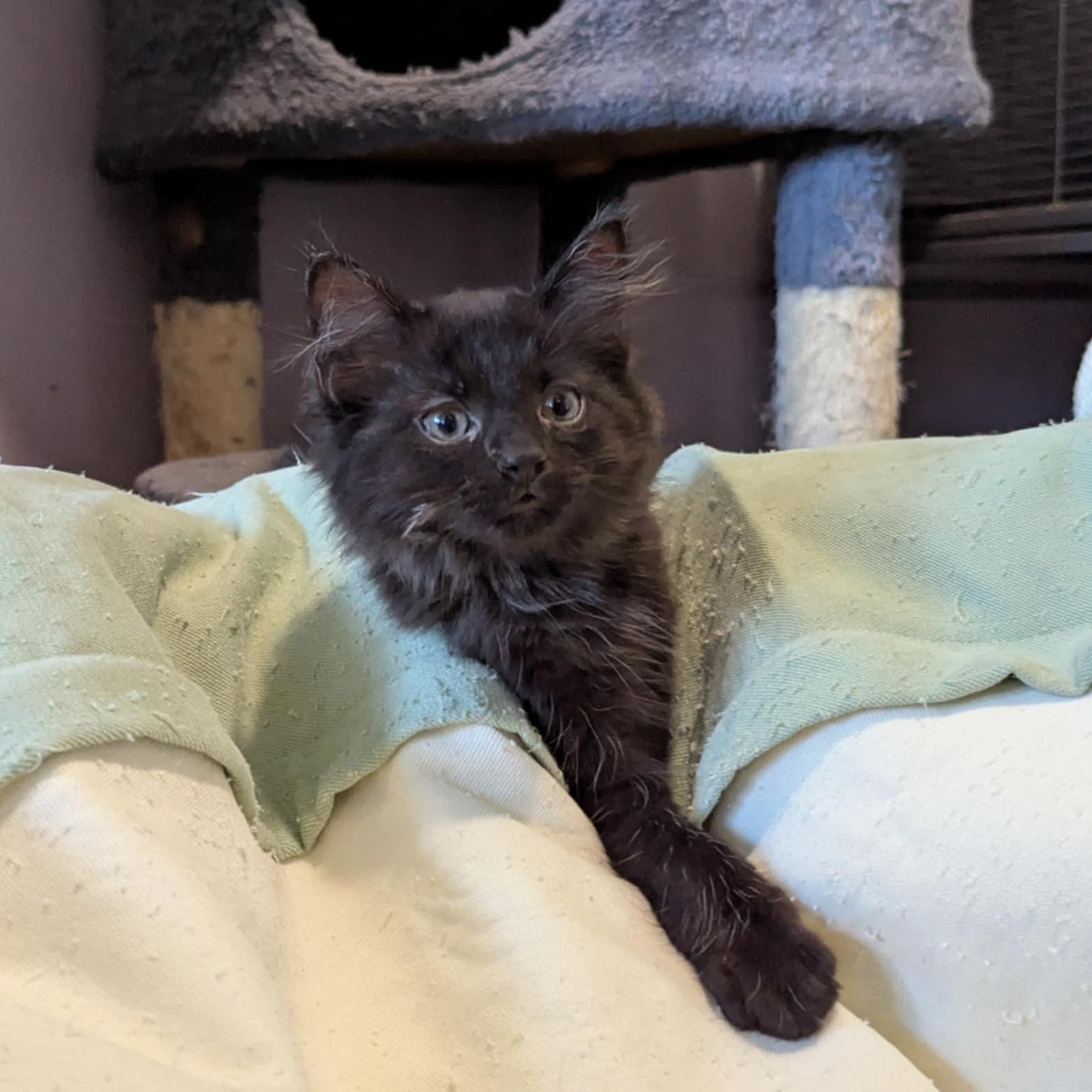 DUSTY photo