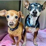 Enlarge Mint, a Adoptable Chihuahua in Dripping Springs, TX image 3/5