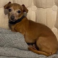 Enlarge Mint, a Adoptable Chihuahua in Dripping Springs, TX image 1/5