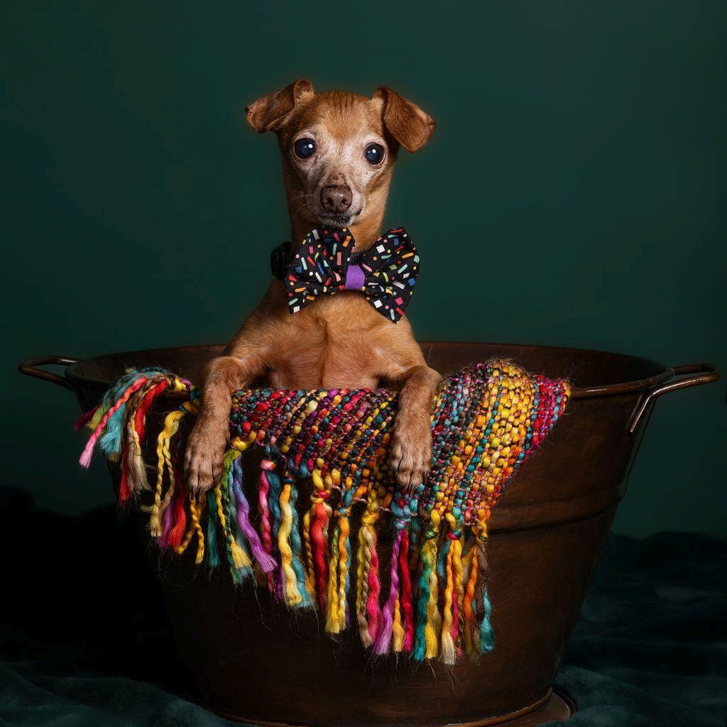 Mint, Adoptable, Adult Male Chihuahua.