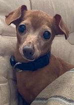 Enlarge Mint, a Adoptable Chihuahua in Dripping Springs, TX image 2/5