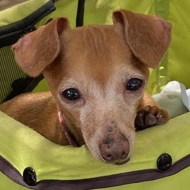 Mint, Adoptable, Adult Male Chihuahua.