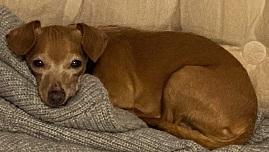 Enlarge Mint, a Adoptable Chihuahua in Dripping Springs, TX image 5/5