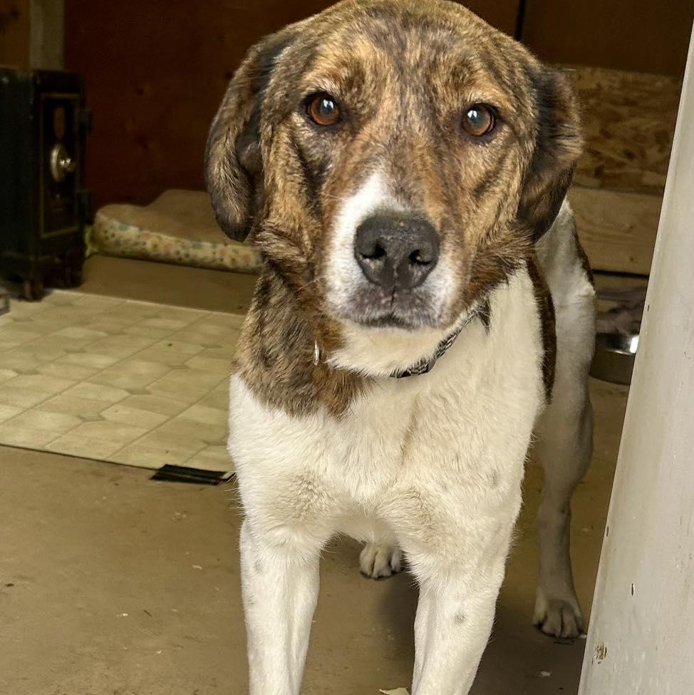 Moona, an adoptable Mountain Cur in Edmonton, AB, T5Y 3N6 | Photo Image 4