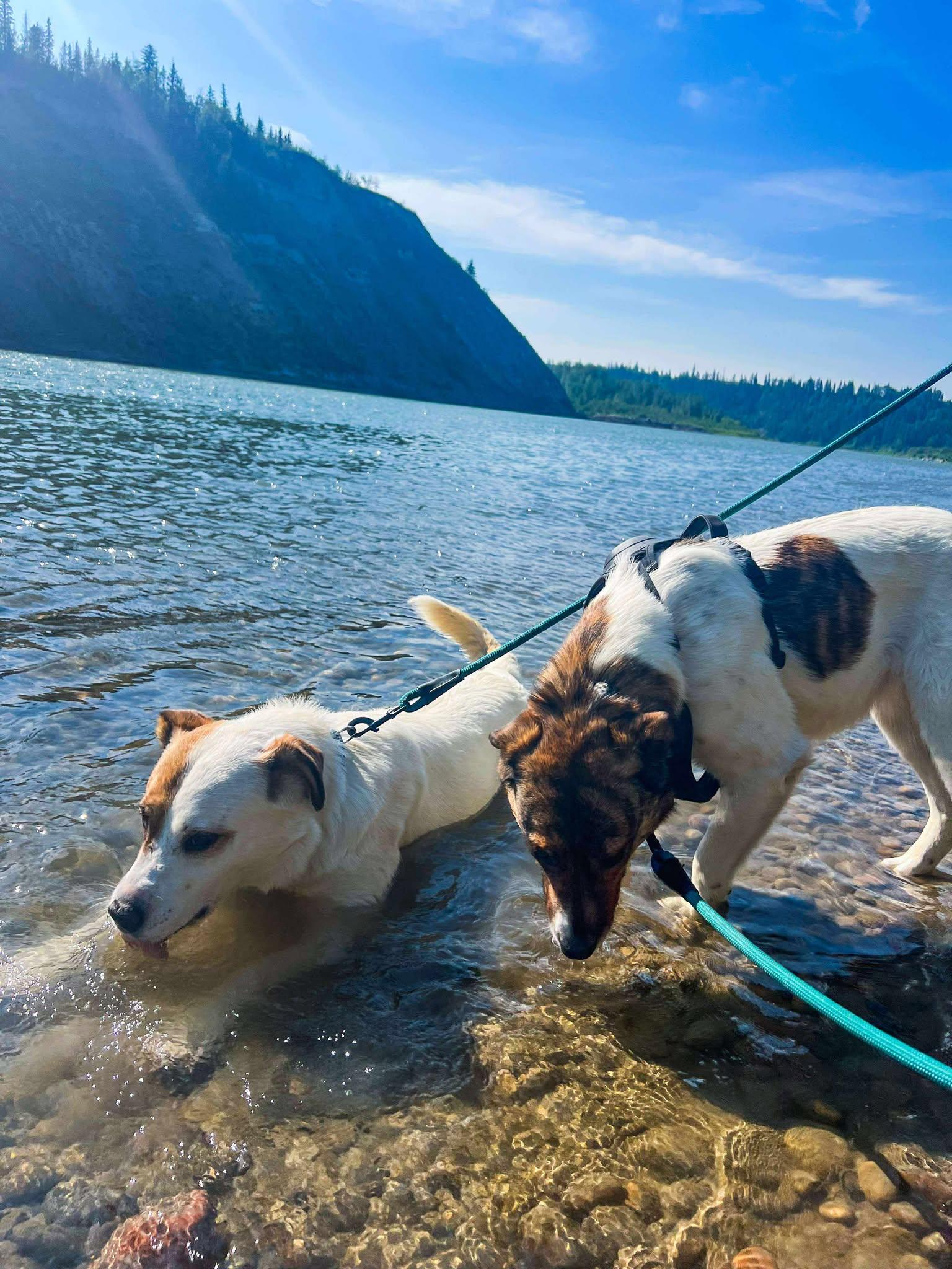 Moona, an adoptable Mountain Cur in Edmonton, AB, T5Y 3N6 | Photo Image 2