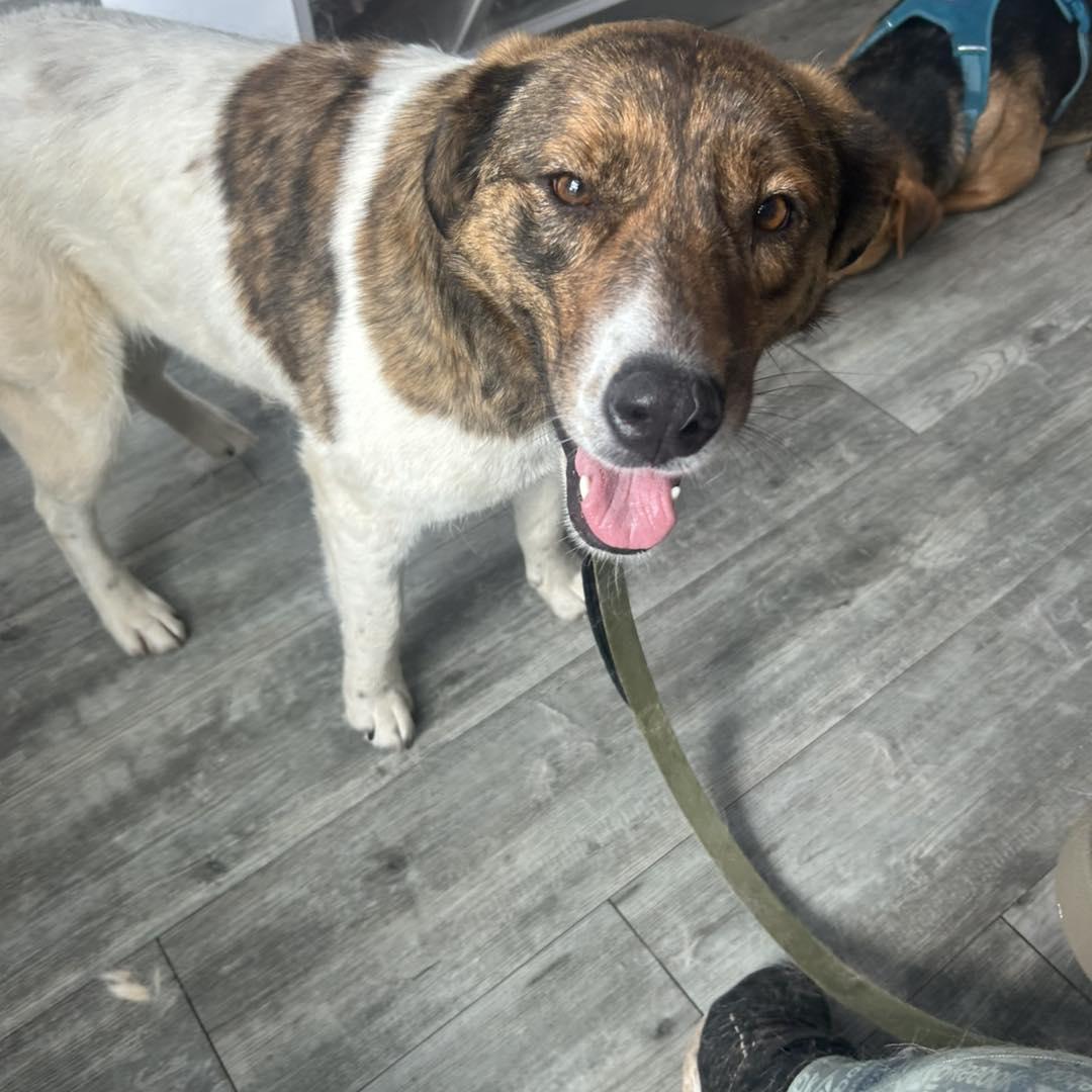 Moona, an adoptable Mountain Cur in Edmonton, AB, T5Y 3N6 | Photo Image 5