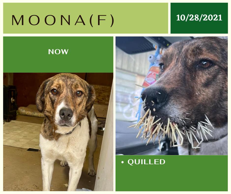 Moona, an adoptable Mountain Cur in Edmonton, AB, T5Y 3N6 | Photo Image 1