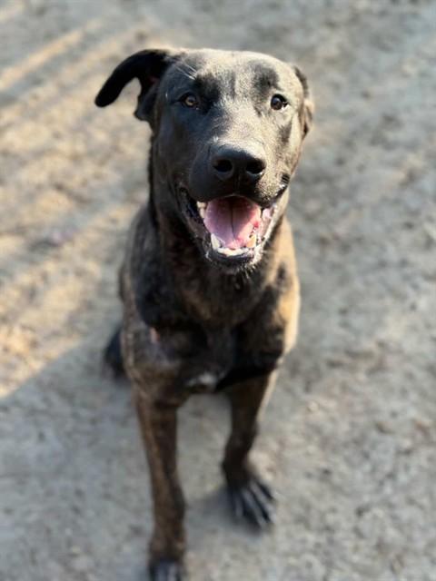 Enlarge DOOBIE, a Adoptable mixed breed in Riverside, CA image 1/1