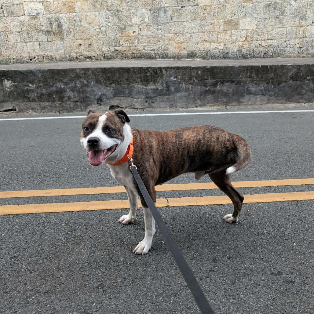 Enlarge Spud, a Adoptable Mixed Breed in Frederiksted, VI image 1/5