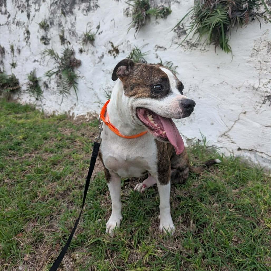 Enlarge Spud, a Adoptable Mixed Breed in Frederiksted, VI image 2/5