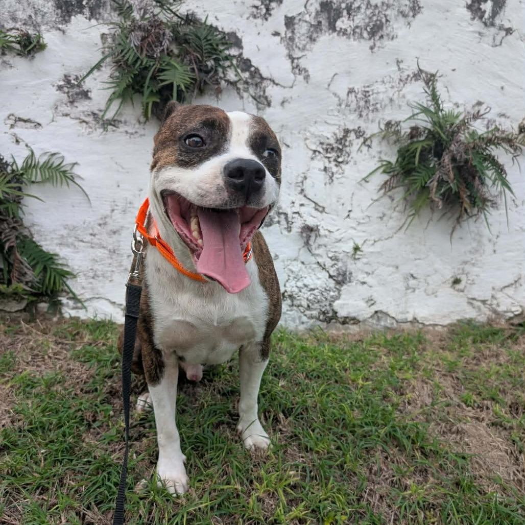 Enlarge Spud, a Adoptable Mixed Breed in Frederiksted, VI image 3/5