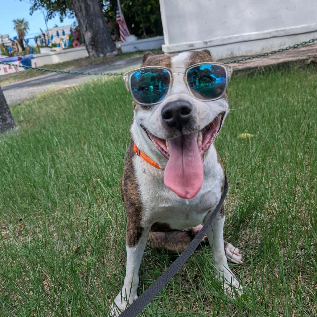 Spud, a Adoptable Mixed Breed in Frederiksted, VI image 4/5