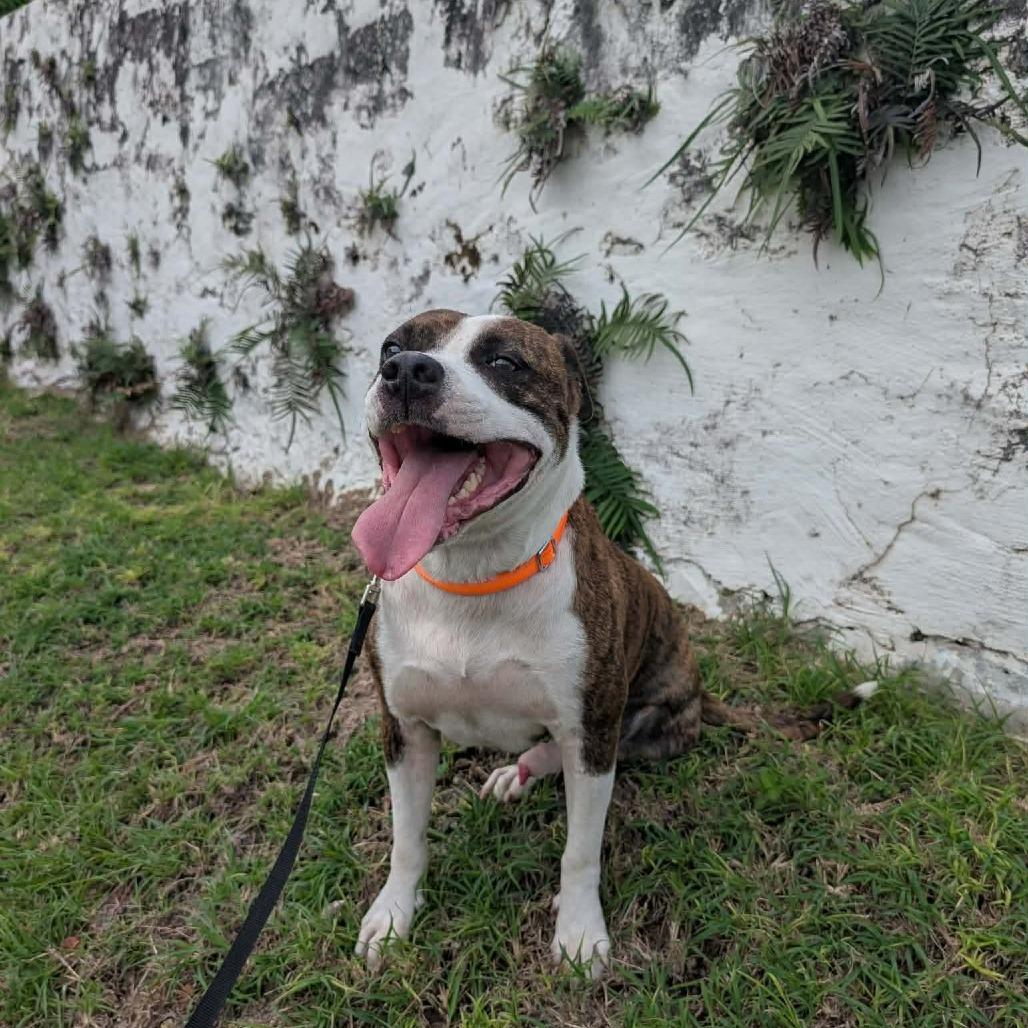 Enlarge Spud, a Adoptable Mixed Breed in Frederiksted, VI image 5/5