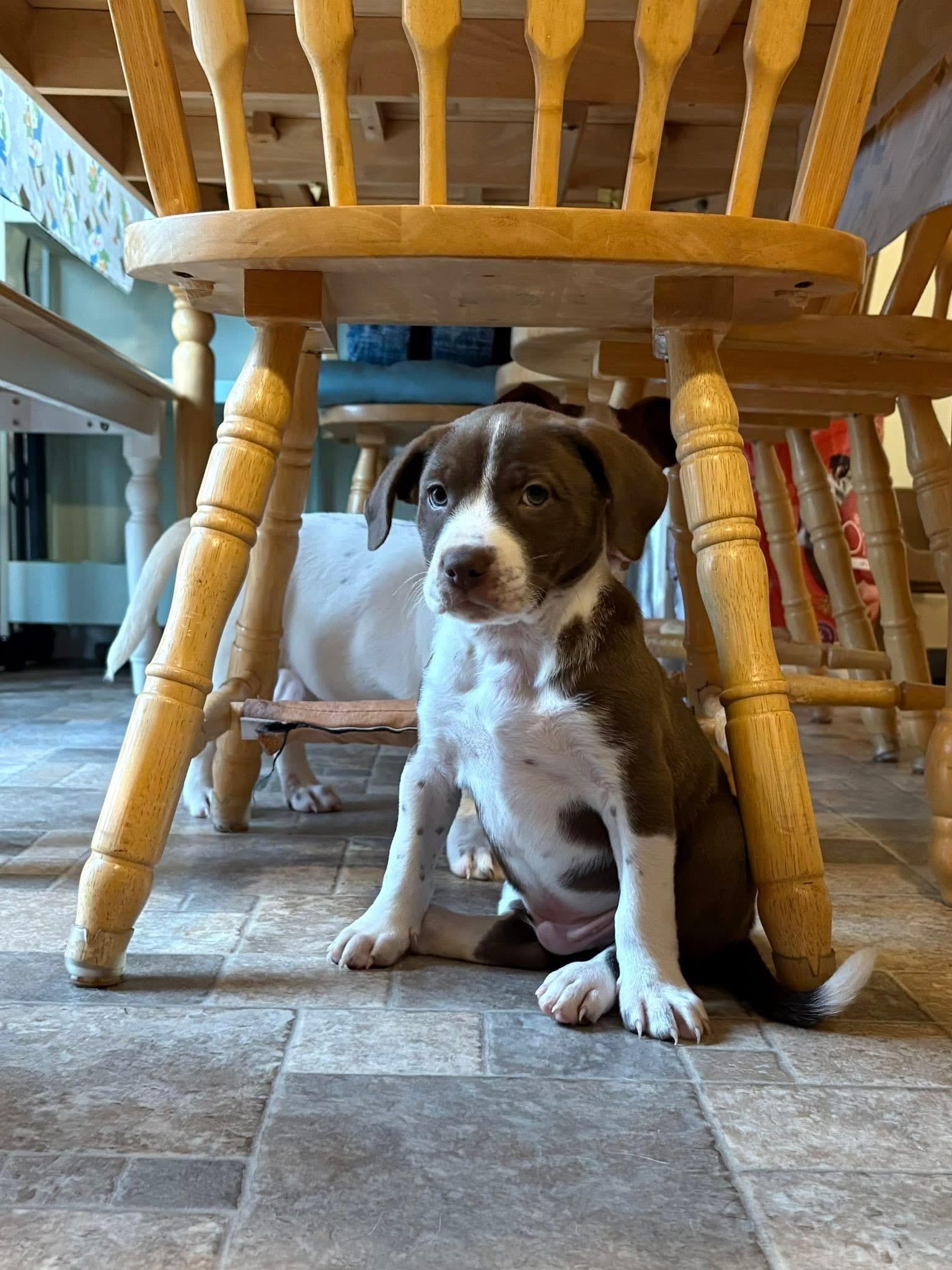 Fraiser, Adoptable, Puppy Male Hound.