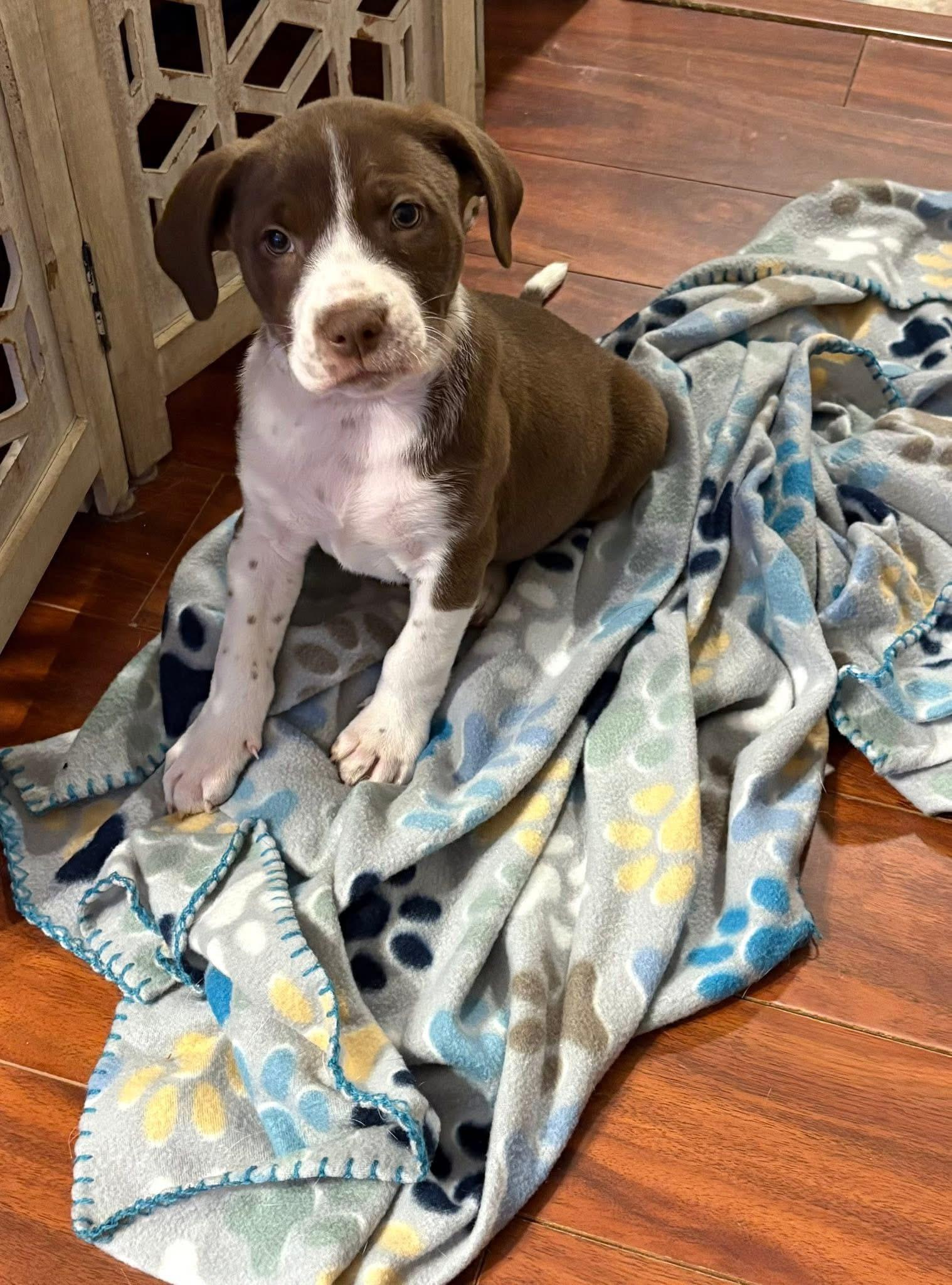 Enlarge Fraiser, a Adoptable mixed breed in Berlin, NJ image 2/3