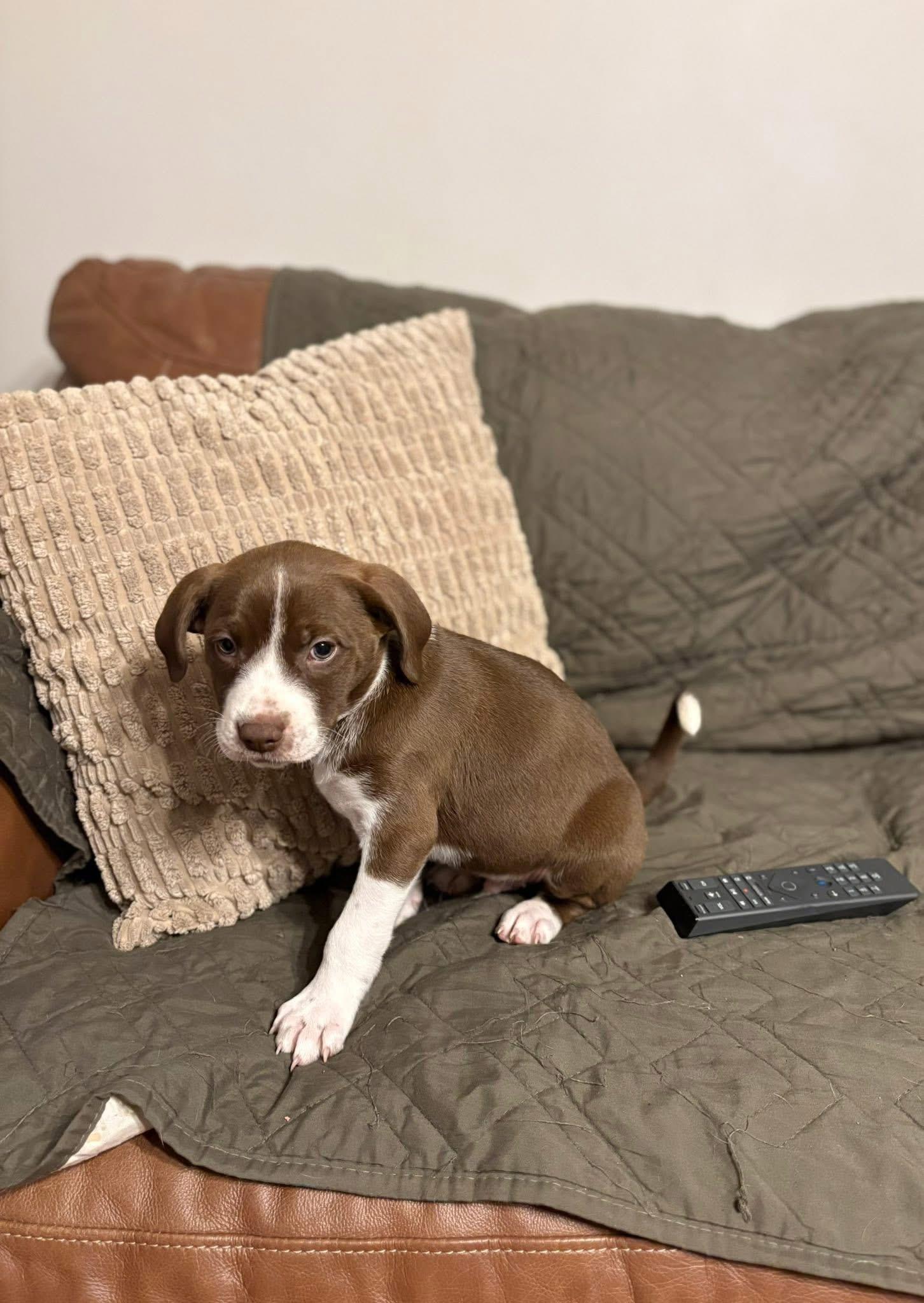 Enlarge Fraiser, a Adoptable mixed breed in Berlin, NJ image 3/3