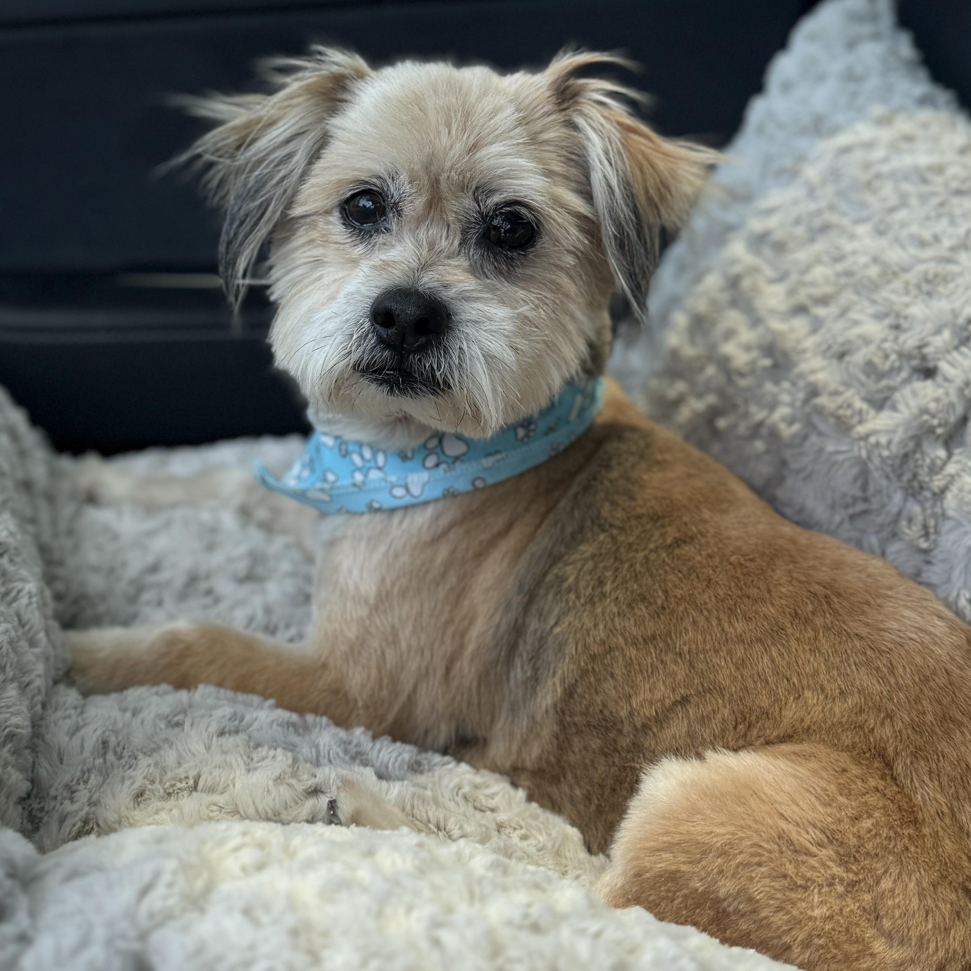 Jake, a Adopted mixed breed in Los Angeles, CA image 3/5