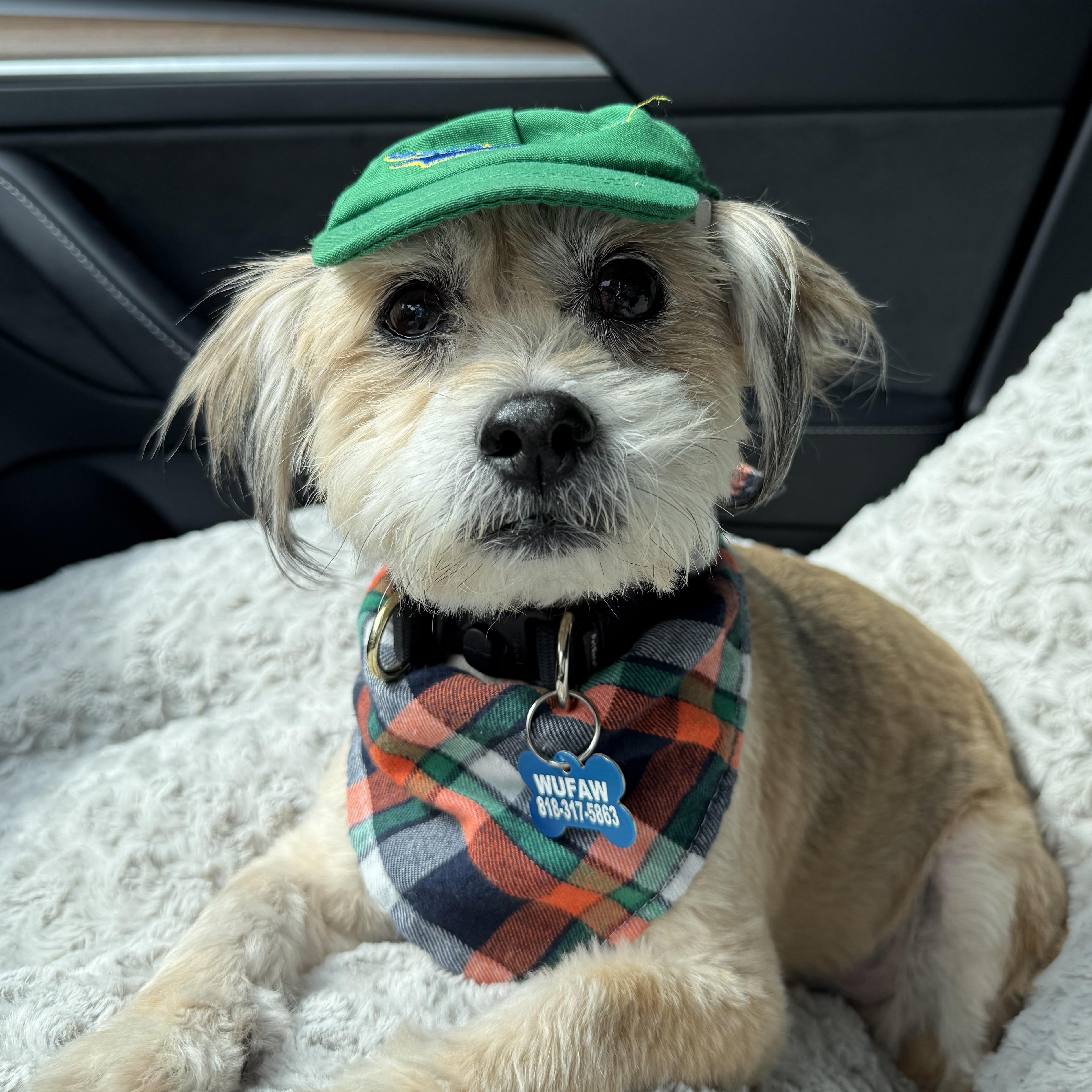 Jake, Adopted, Adult Male Shih Tzu & Cairn Terrier.