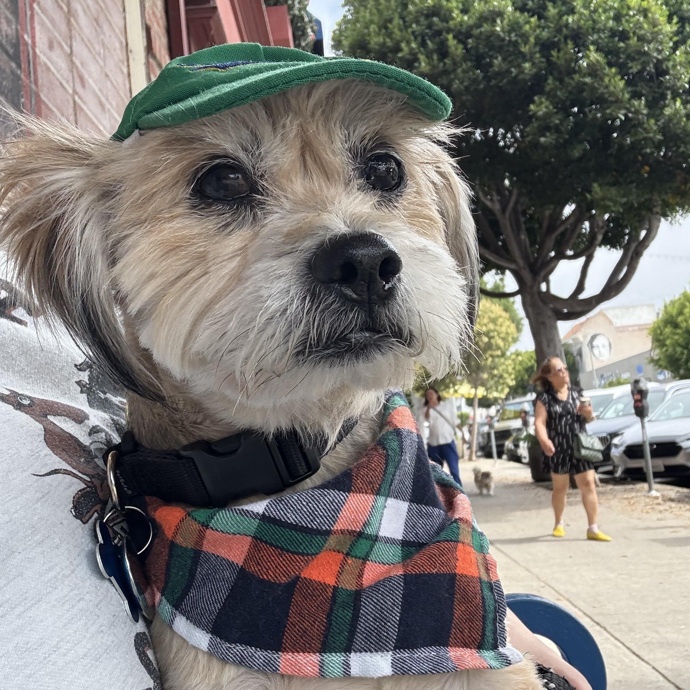 Jake, a Adopted mixed breed in Los Angeles, CA image 5/5