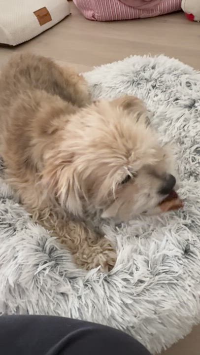 Enlarge Jake, a Adopted mixed breed in Los Angeles, CA video 4/5