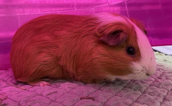 Rico, Adoptable, Young Male Guinea Pig.