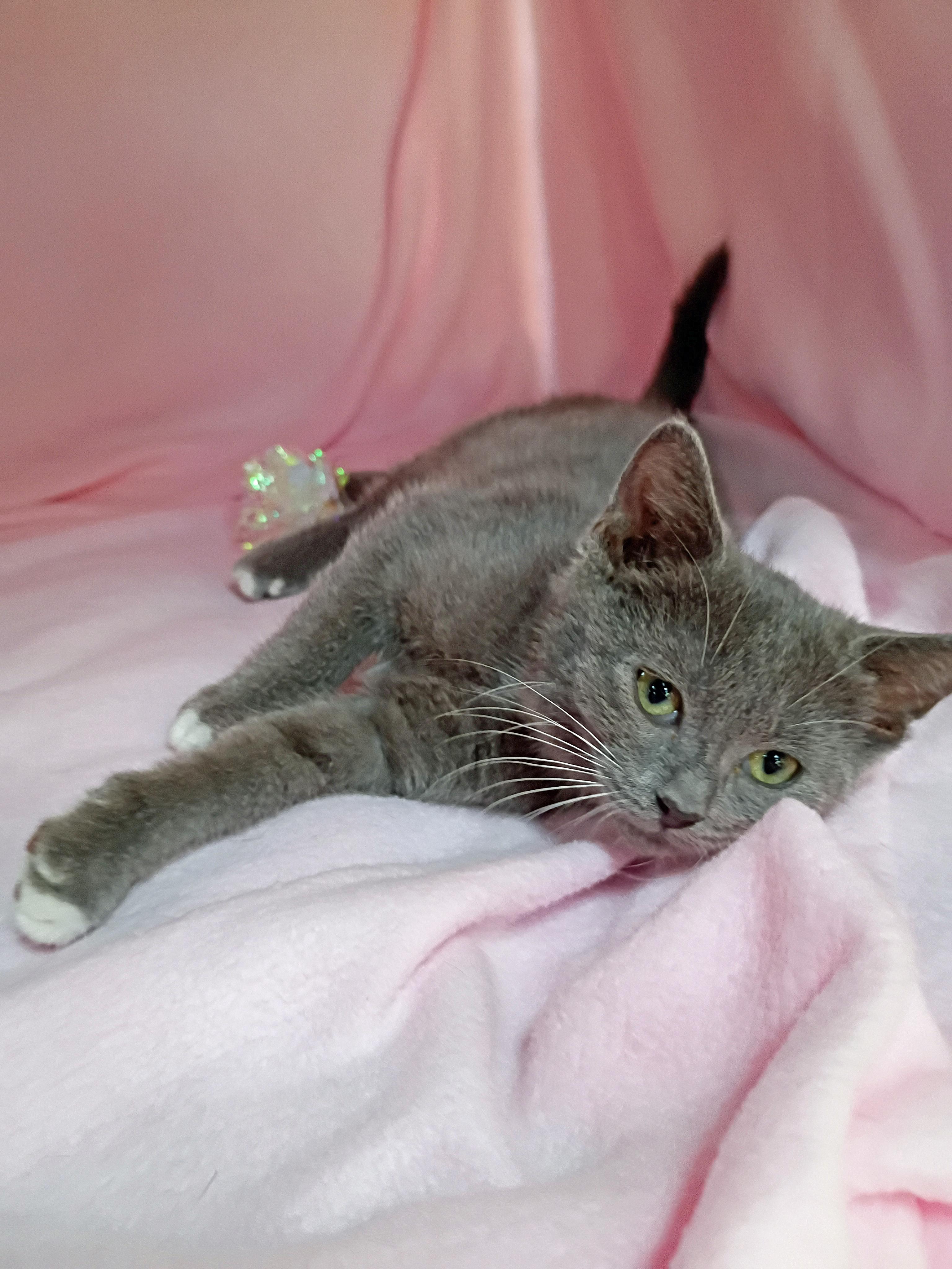 Enlarge Salty, a ADOPTABLE Domestic Short Hair in Morgantown, WV image 2/5
