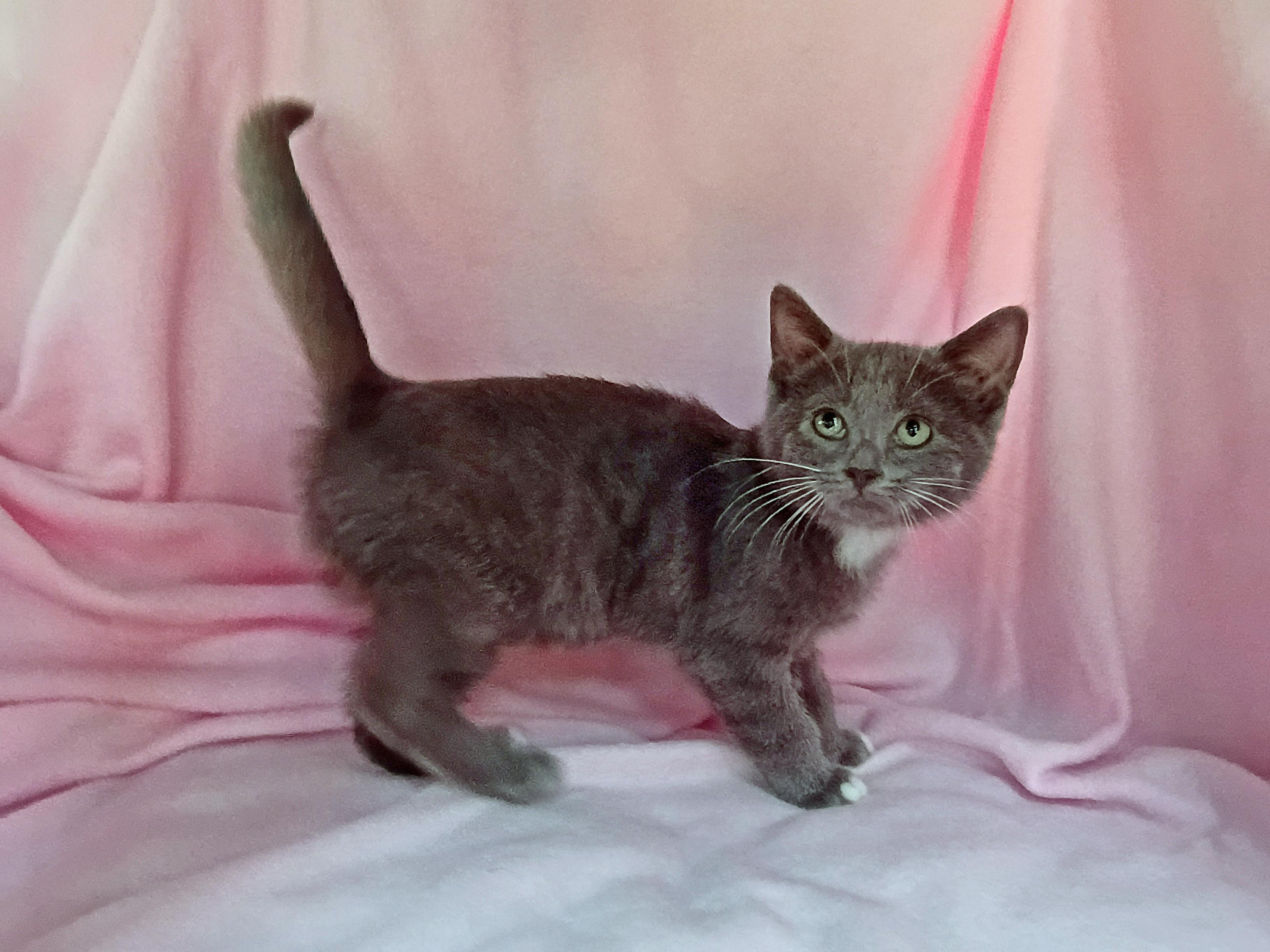 Enlarge Salty, a ADOPTABLE Domestic Short Hair in Morgantown, WV image 4/5