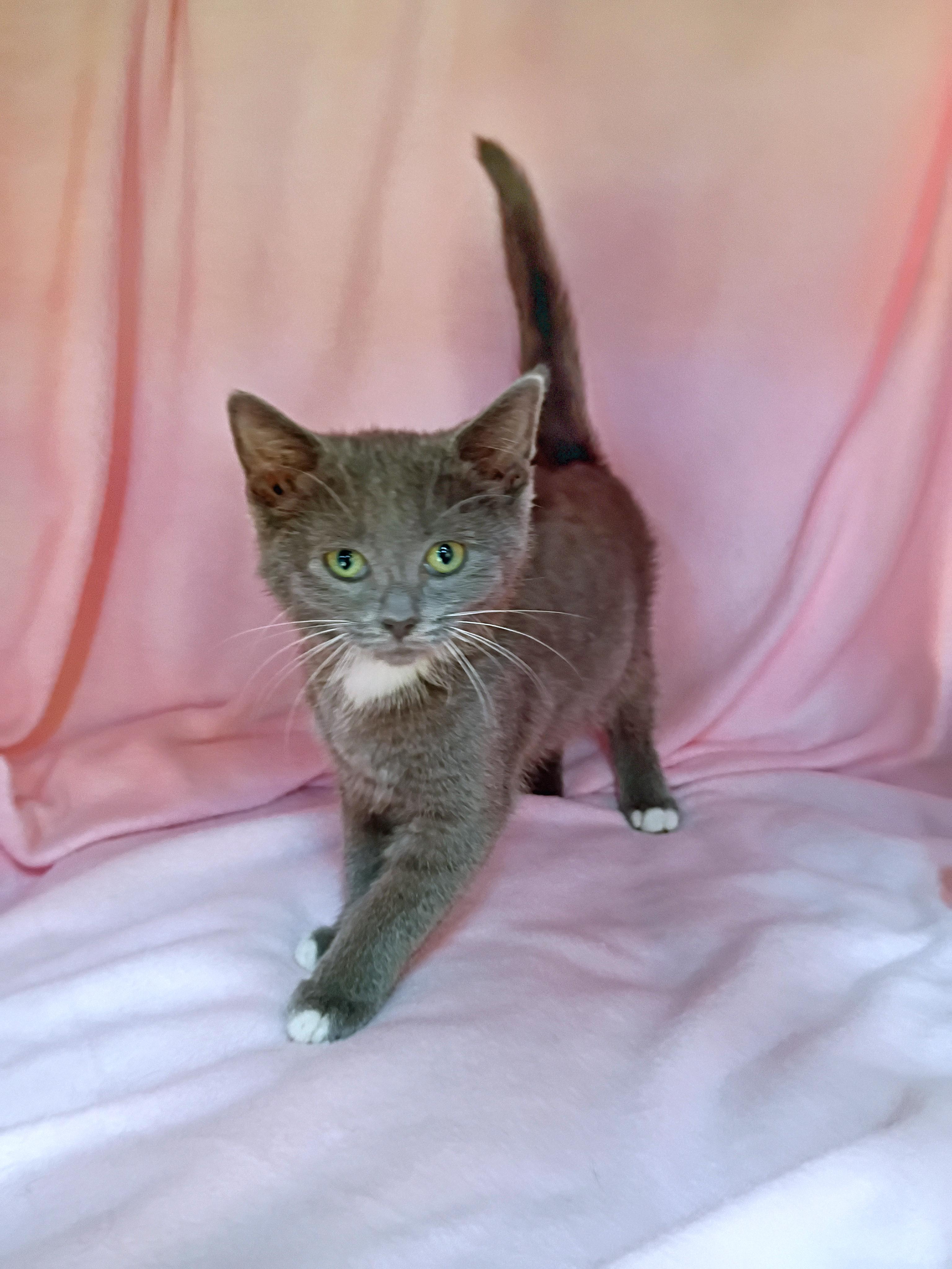 Enlarge Salty, a ADOPTABLE Domestic Short Hair in Morgantown, WV image 3/5