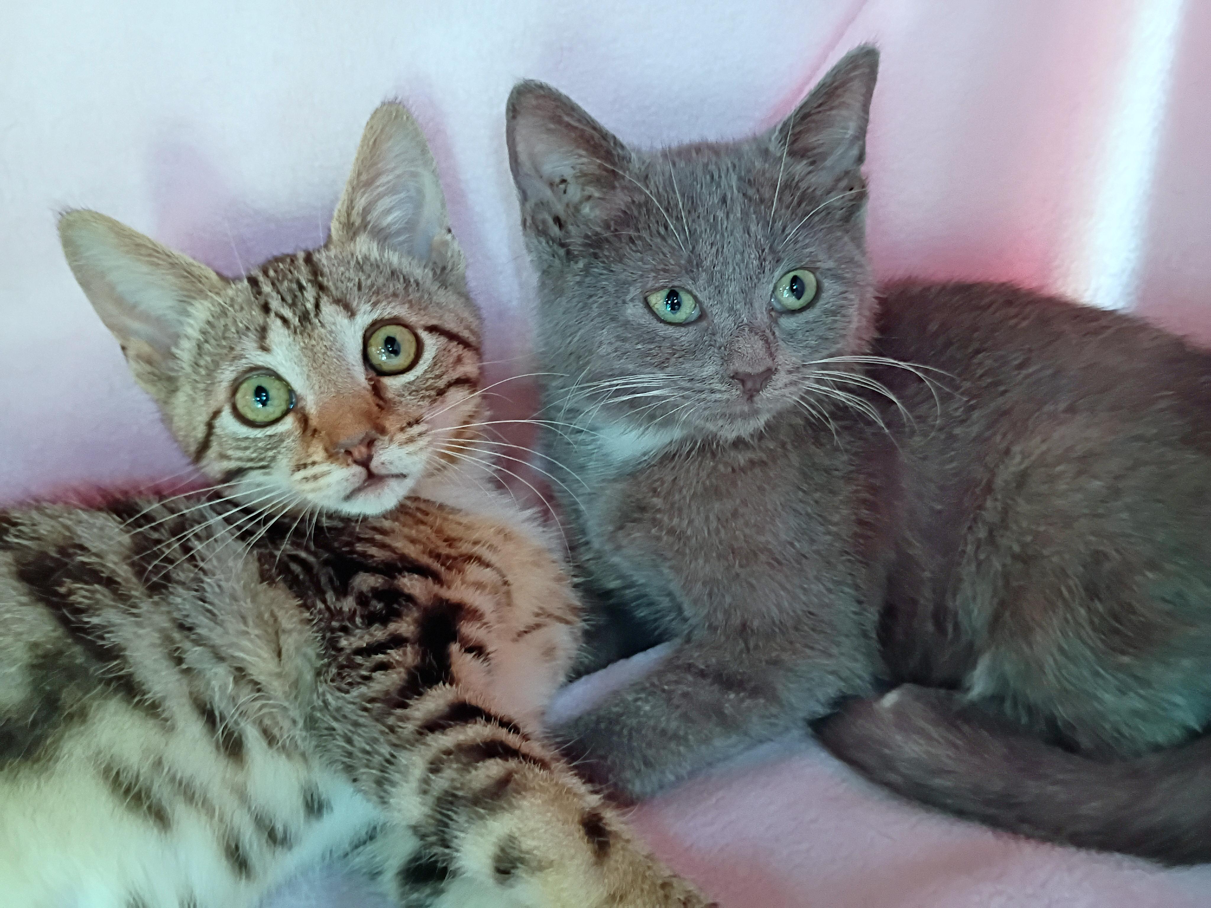 Enlarge Salty, a ADOPTABLE Domestic Short Hair in Morgantown, WV image 5/5