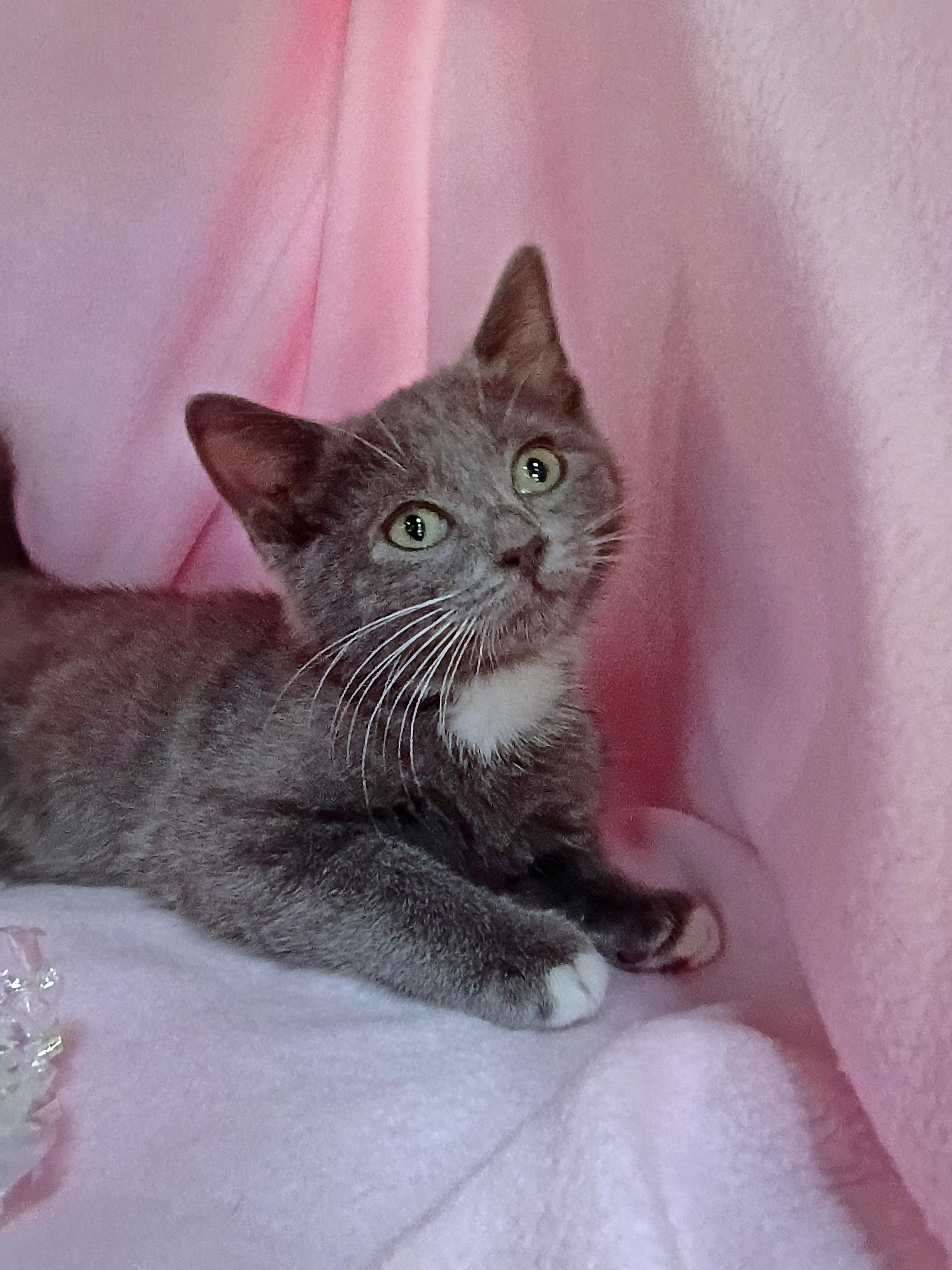 Salty, ADOPTABLE, Kitten Female Domestic Short Hair.