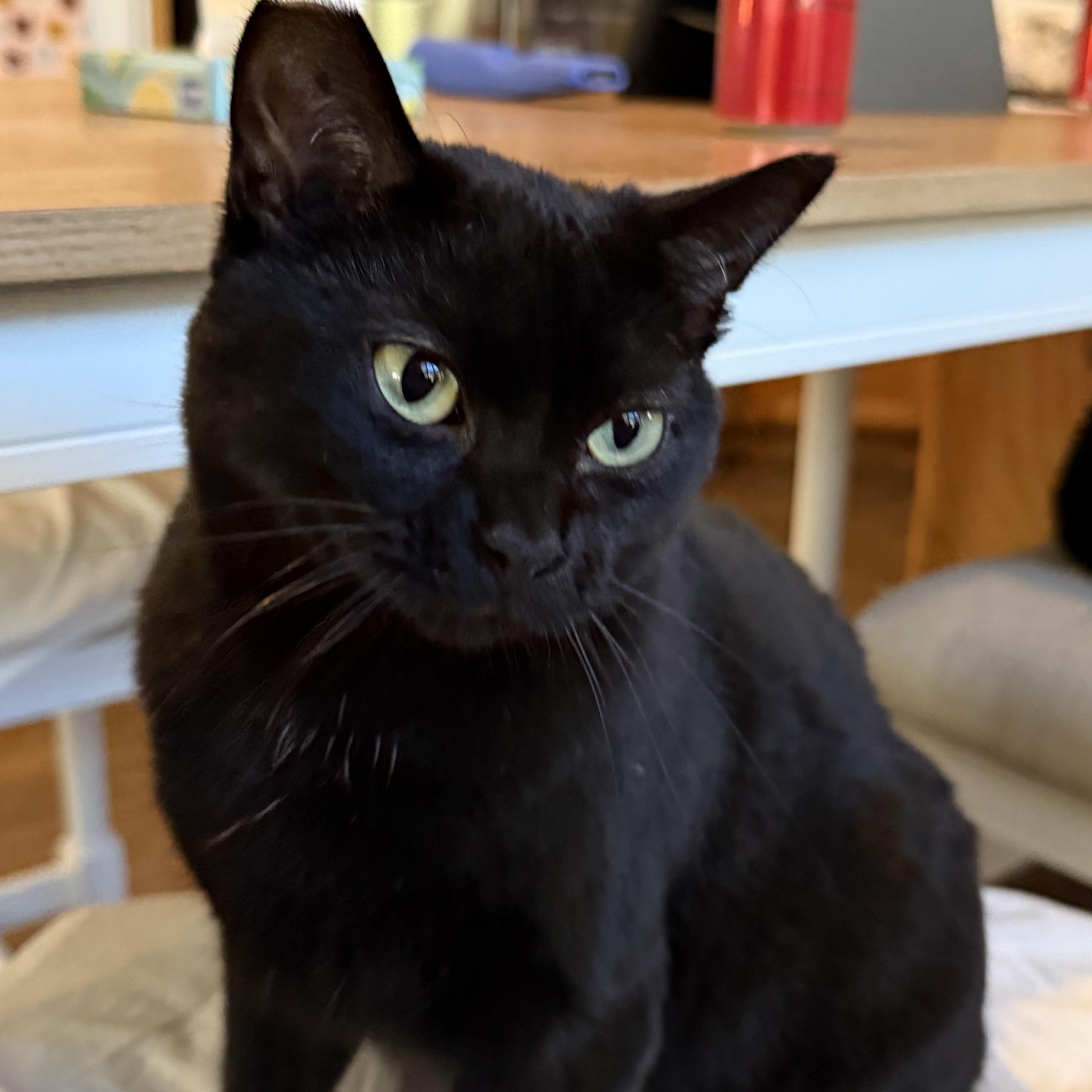 Enlarge Moon Pie, an adoptable Domestic Short Hair in Brentwood, CA image 3/6