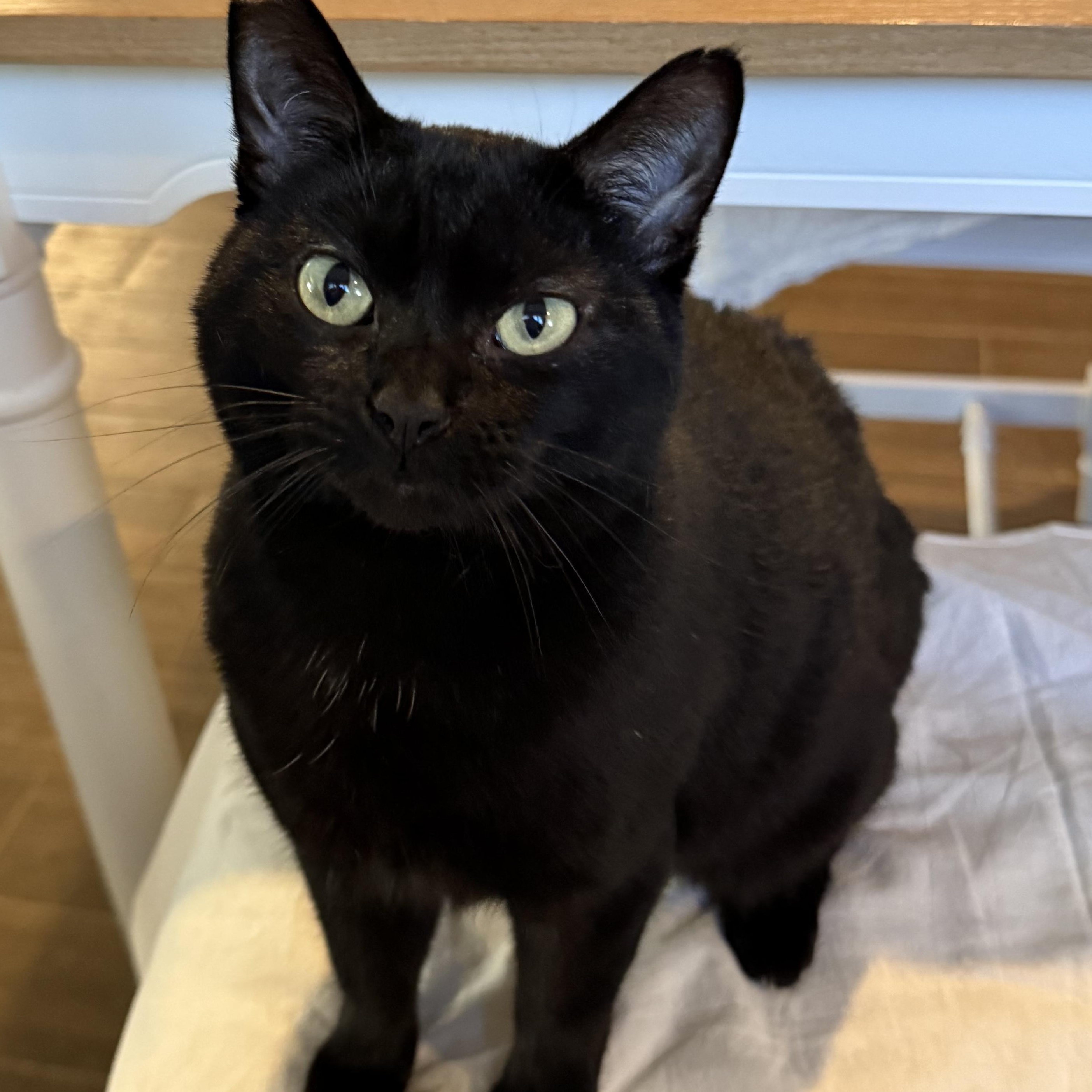 Enlarge Moon Pie, an adoptable Domestic Short Hair in Brentwood, CA image 1/6